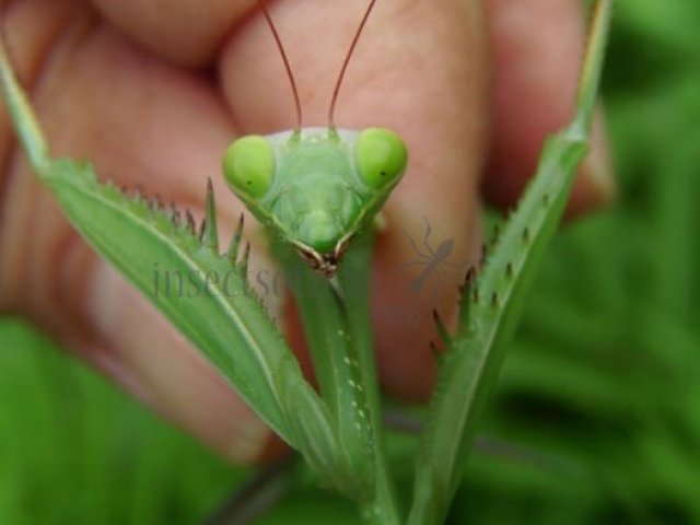 Mantis religiosa-2
