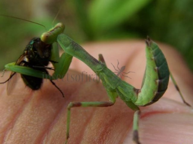 Mantidae-4