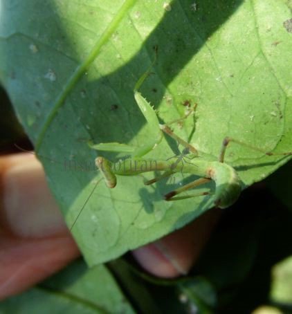 Mantis religiosa-5