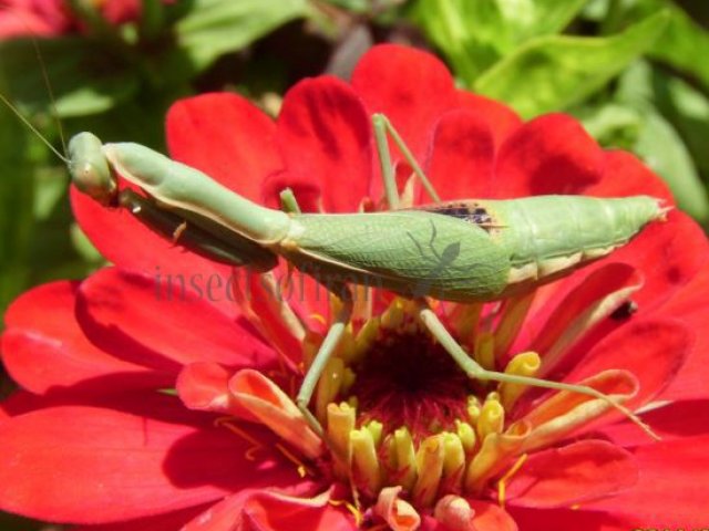 Sphodromantis gastrica -2