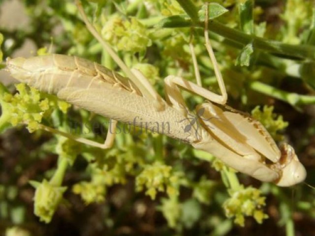 Sphodromantis gastrica -4