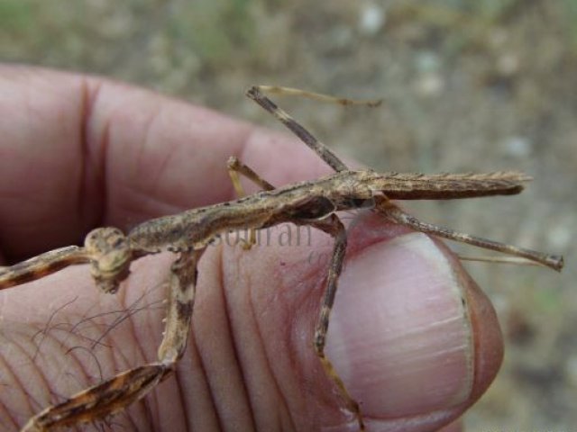 Statilia maculata -1