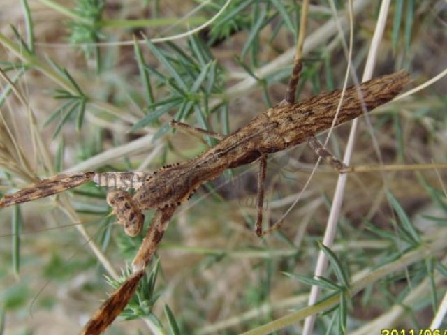 Statilia maculata -2