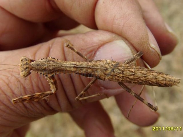 Statilia maculata -3