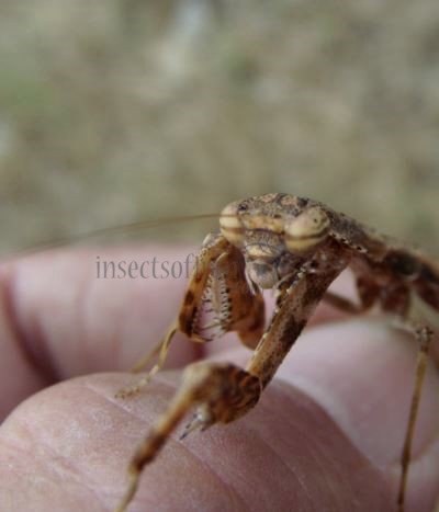 Statilia maculata -4