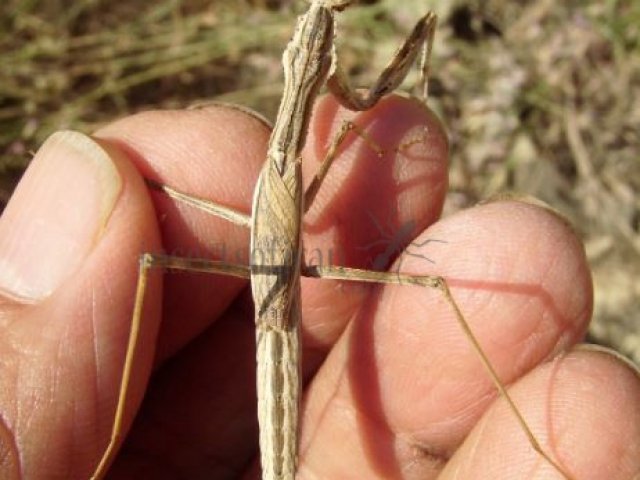 Statilia sp-1