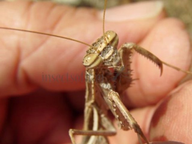 Statilia sp-2