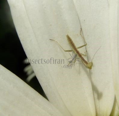 Mantidae-1