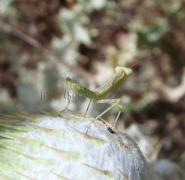 Mantidae-3