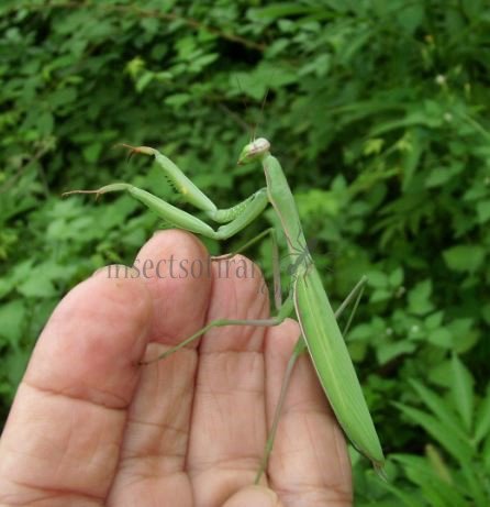 Mantis religiosa-1