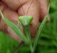 Mantis religiosa-2