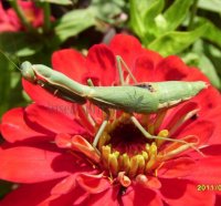 Sphodromantis gastrica -2