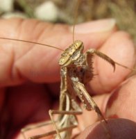 Statilia sp-2