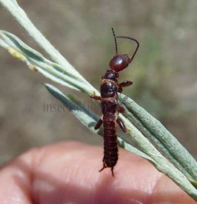 Oligotoma nigra