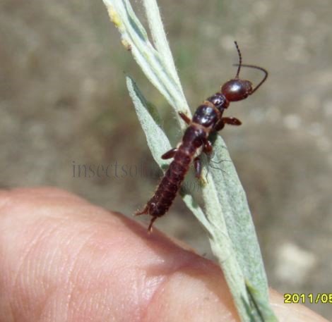 Oligotoma nigra-2