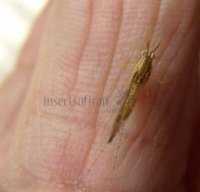 Ephemeroptera-Baetidae