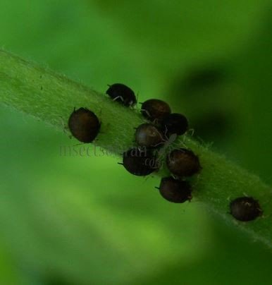 Aphididae-1