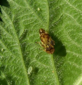 Aphrophoridae-6