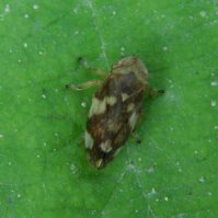 Philaenus spumarius-34