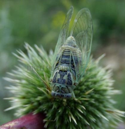 Homoptera