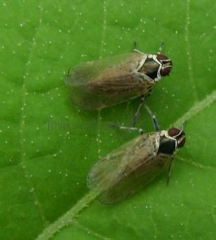 Hyalesthes obsoletus-6