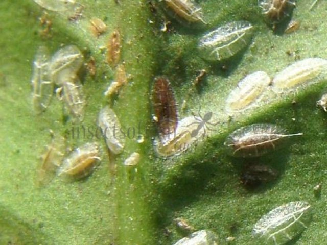Coccidae-1