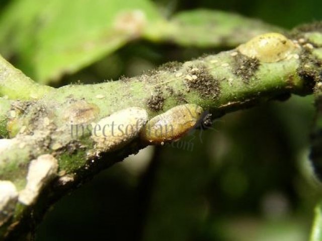 Coccidae-7