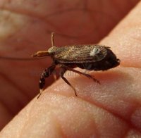 Asiraca clavicornis-2