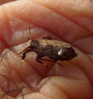 Asiraca clavicornis-3