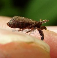 Delphacidae
