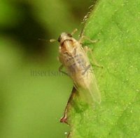 Laodelphax striatellus-1