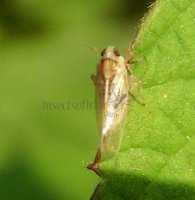 Laodelphax striatellus-2