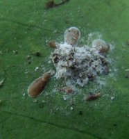 Lepidosaphes beckii -8