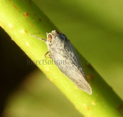 Metcalfa pruinosa-2