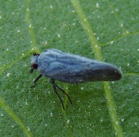 Metcalfa sp-2