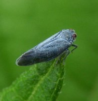Metcalfa sp-9