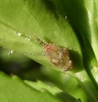 Issidae-2