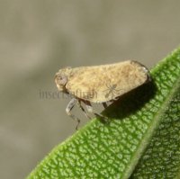 Issidae-2