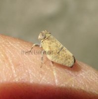 Issidae-4