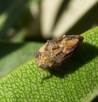 Issidae-5