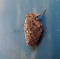 Issus coleoptratus