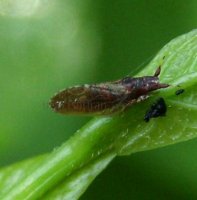 Liviajuncorum-sp-1
