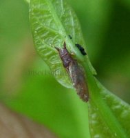Liviidae