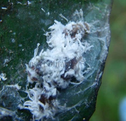 Spilococcus implicatus-3