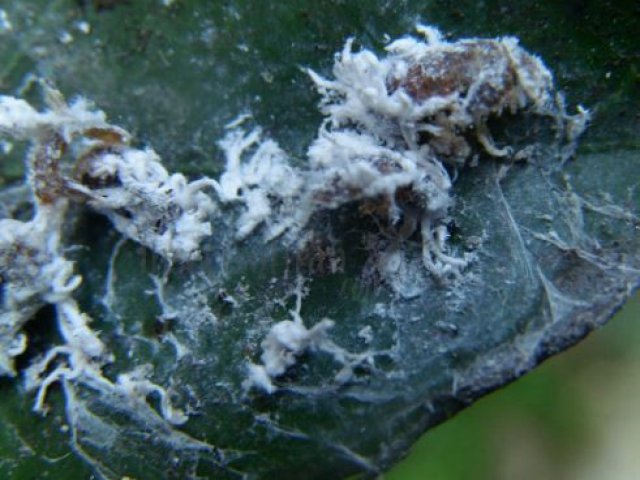Spilococcus implicatus-6