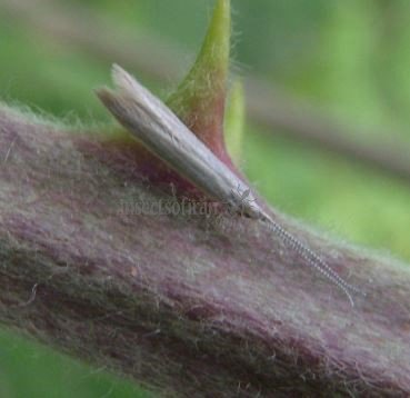 Coleophorid Moth