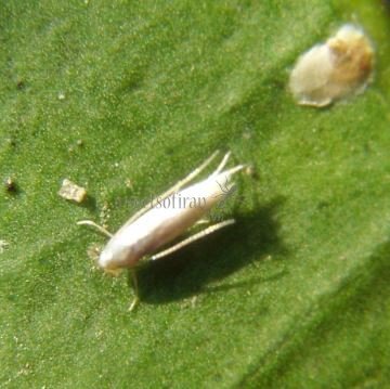 Coleophorid Moth