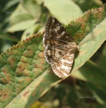Euclidia sp