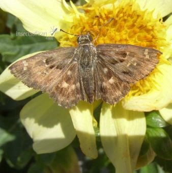 Carcharodus alceae