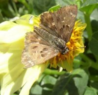 Carcharodus alceae